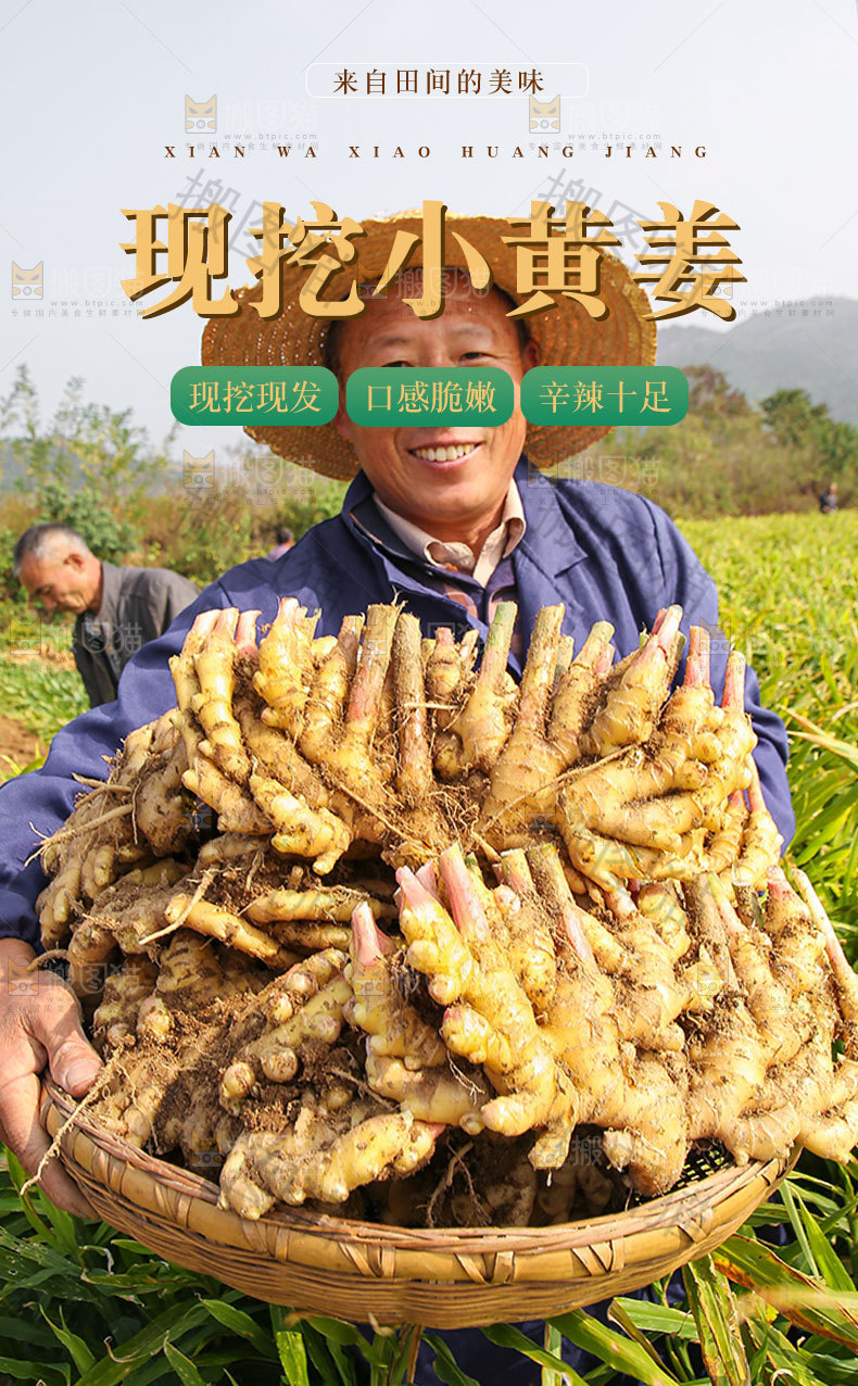 现挖小黄姜详情页