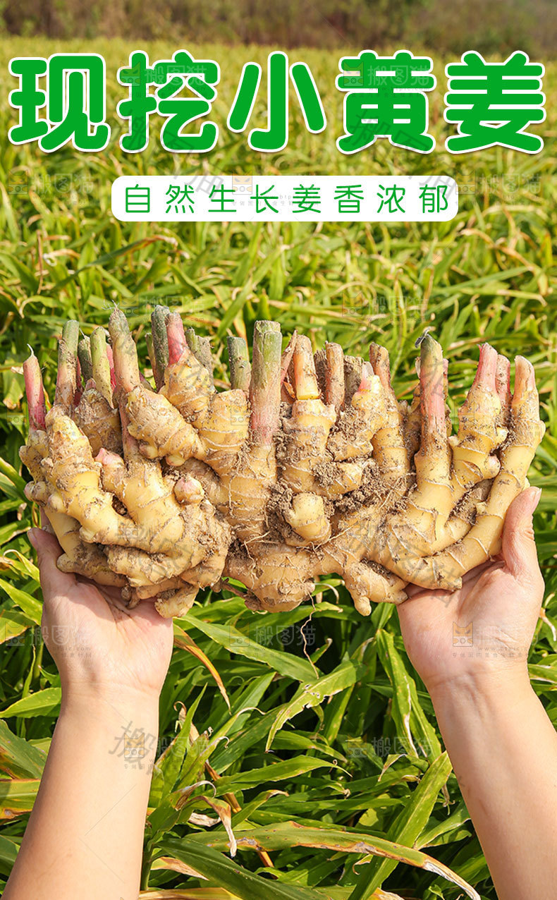 现挖小黄姜详情页