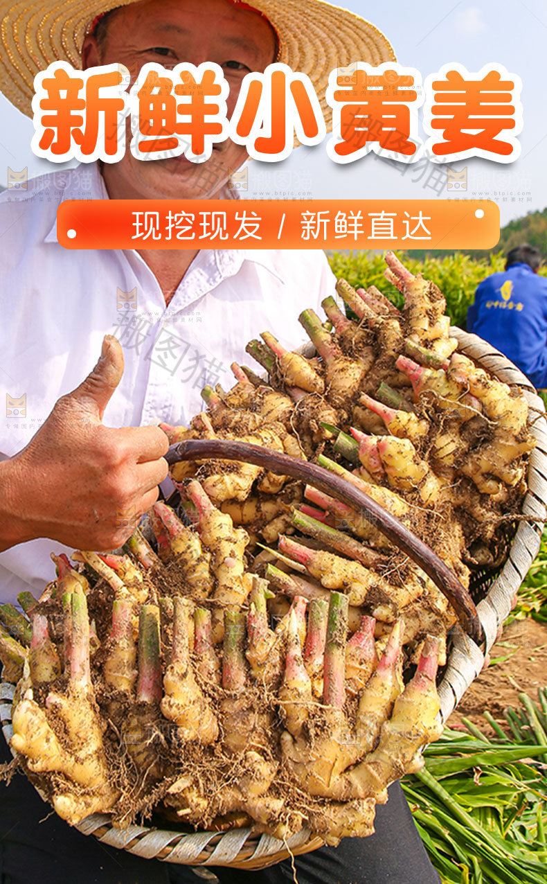 新鲜小黄姜详情页