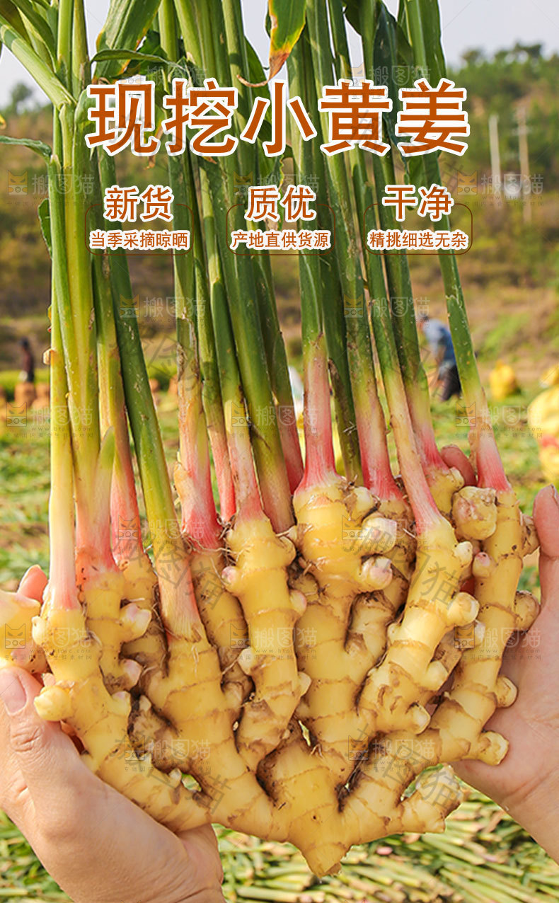 现挖小黄姜详情页