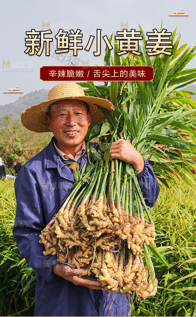 新鲜小黄姜详情页