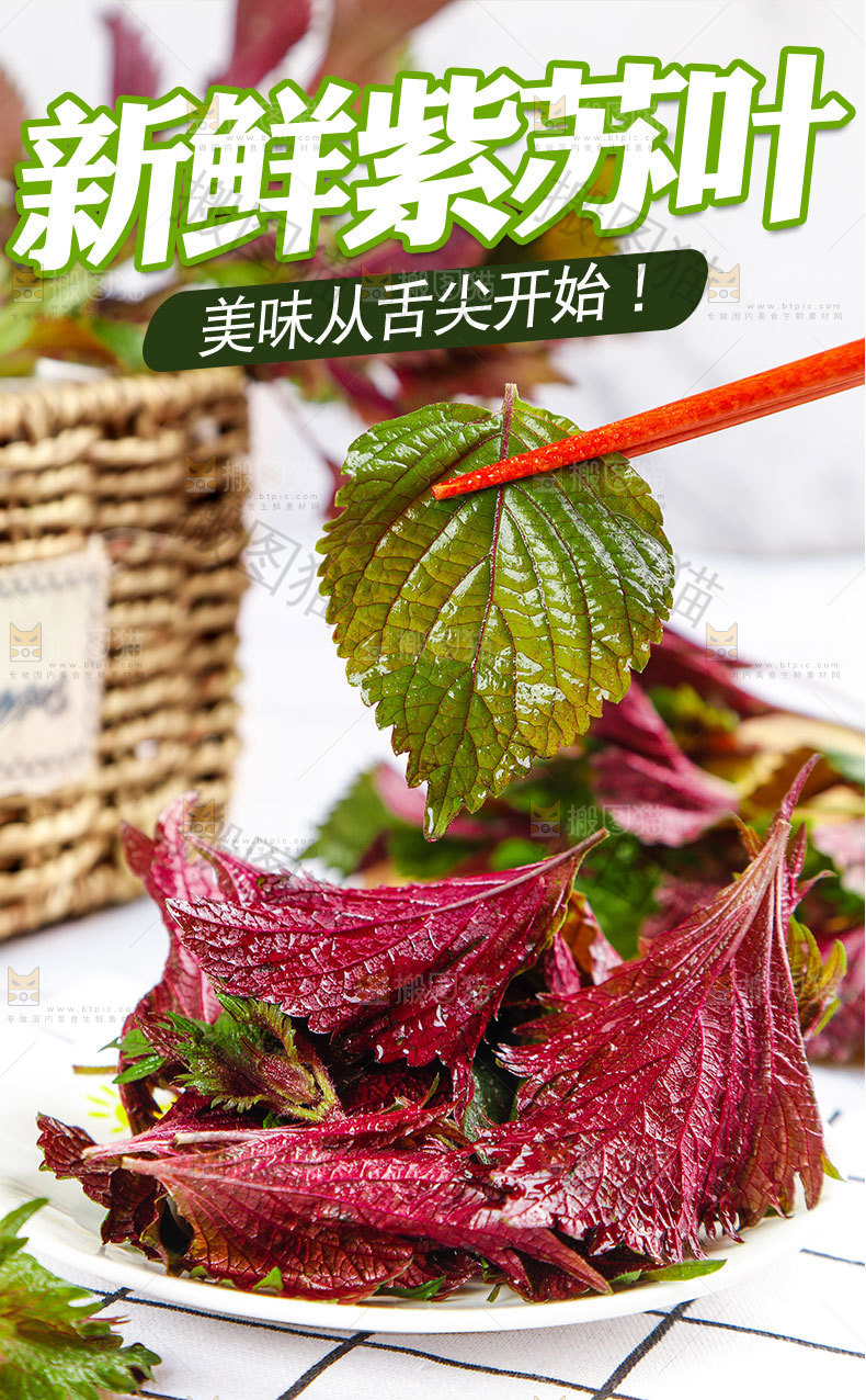 新鲜紫苏叶详情页