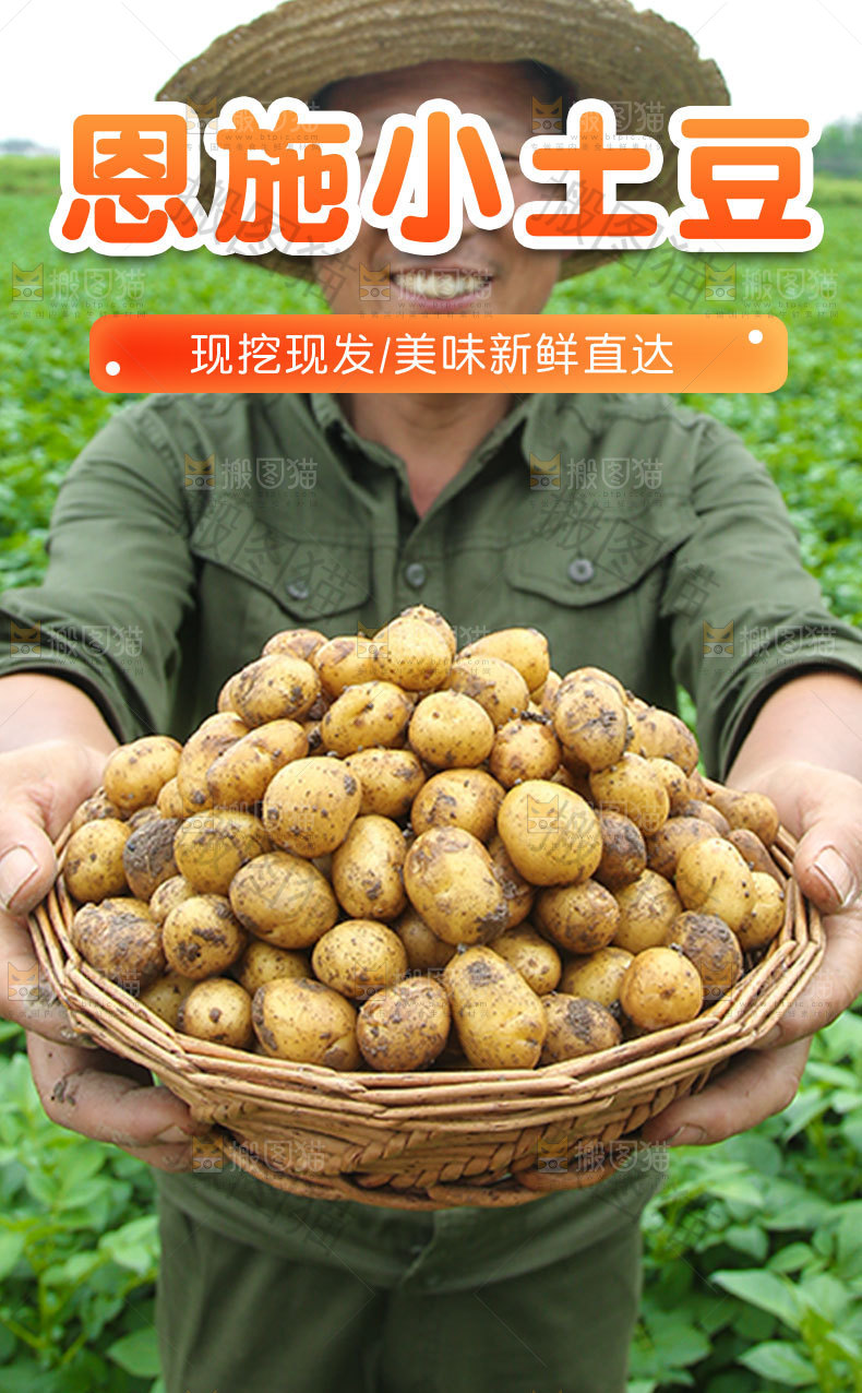 恩施小土豆详情页