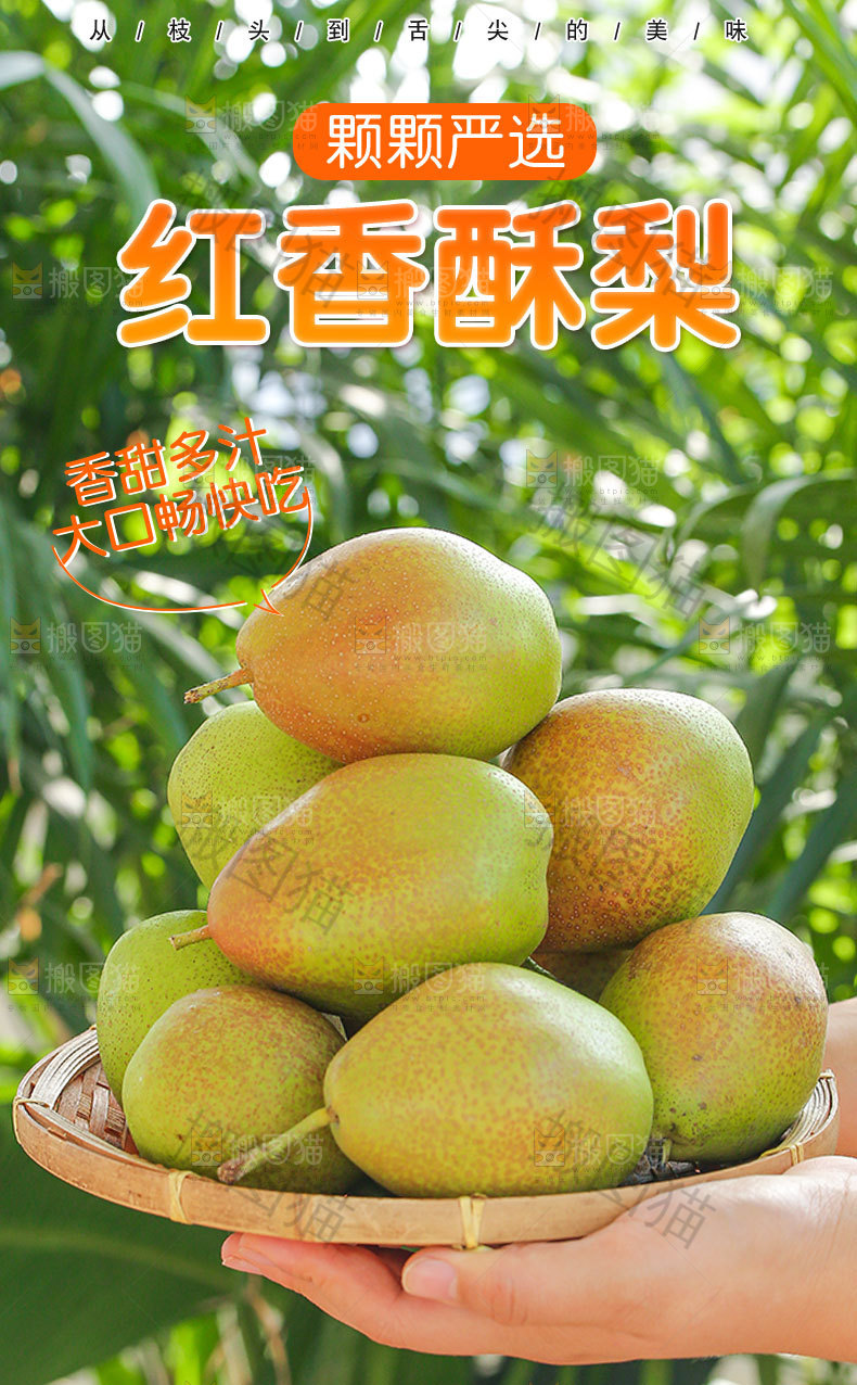 红香酥梨详情页