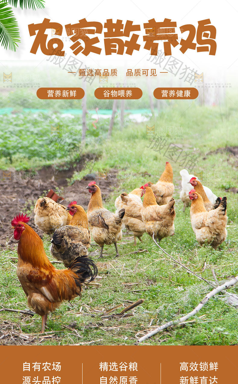 老母鸡详情页