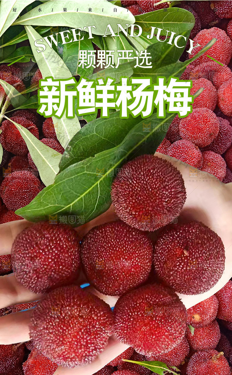 杨梅详情页