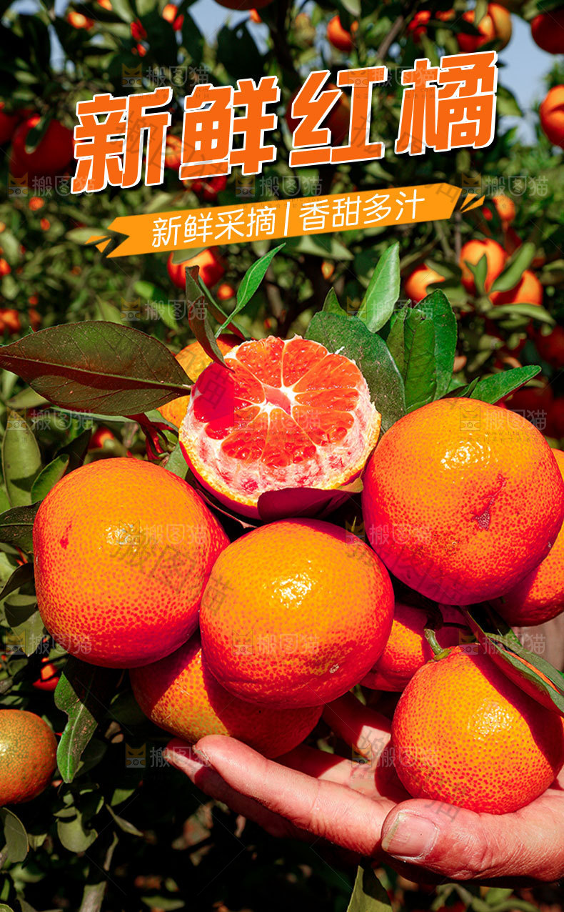 新鲜红橘详情页