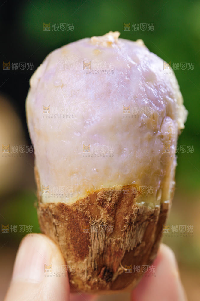手上拿着小芋头