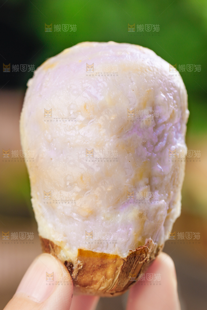 手上拿着小芋头