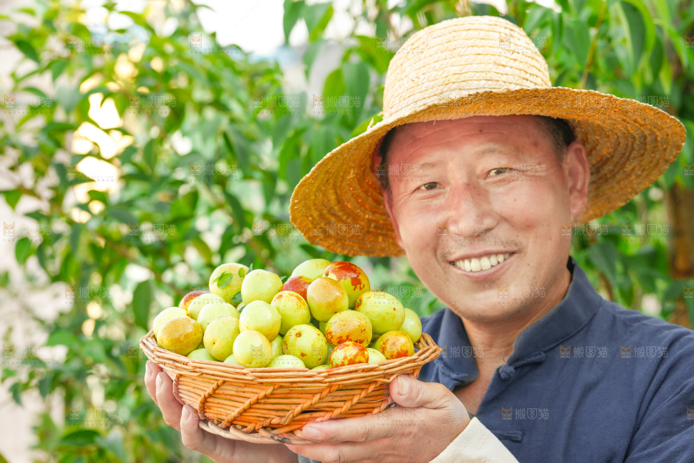 农民手上端着一篮新鲜冬枣