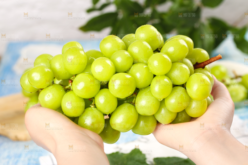 手上拿着一串新鲜阳光玫瑰
