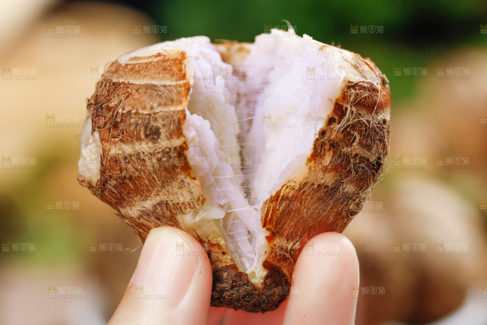 手上拿着小芋头