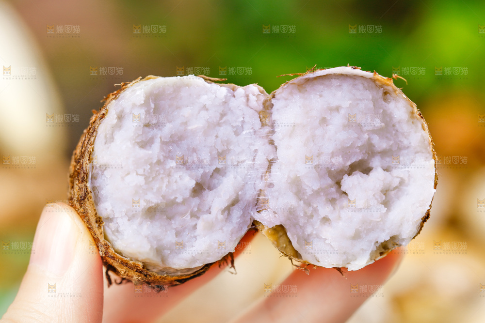 手上拿着小芋头