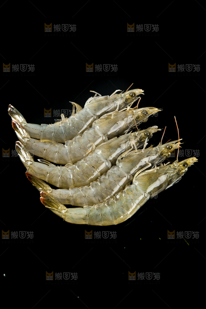 黑底上的青岛大虾