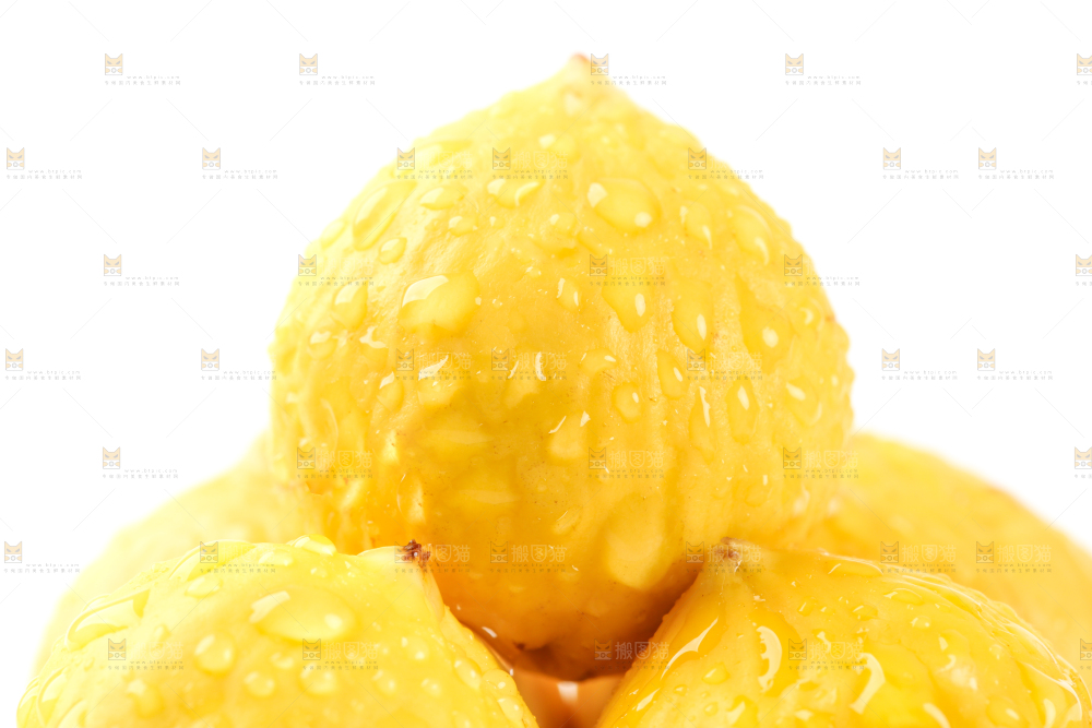 锥栗