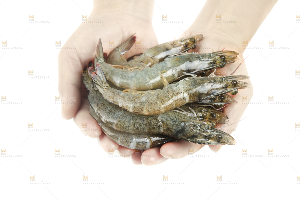 手上捧着大黑虎虾