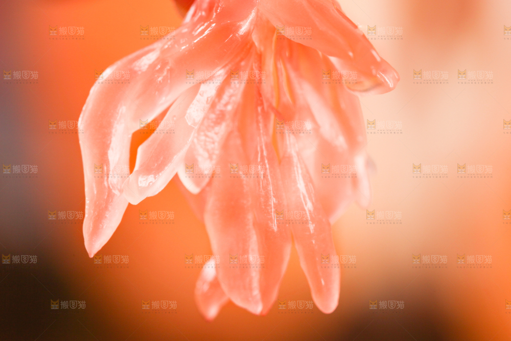 红心蜜柚果粒特写