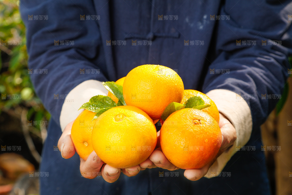 手上捧着爱媛