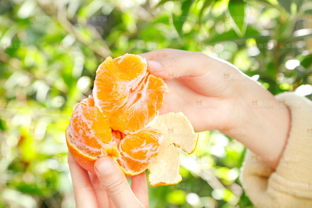 手上拿着爱媛38号柑橘果肉
