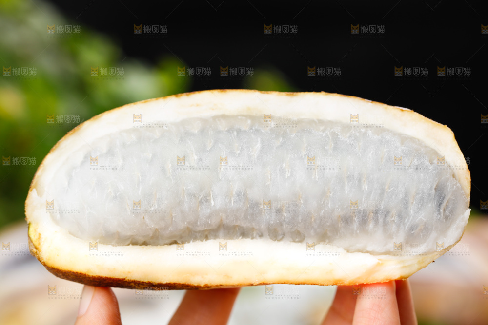 手里拿着八月瓜