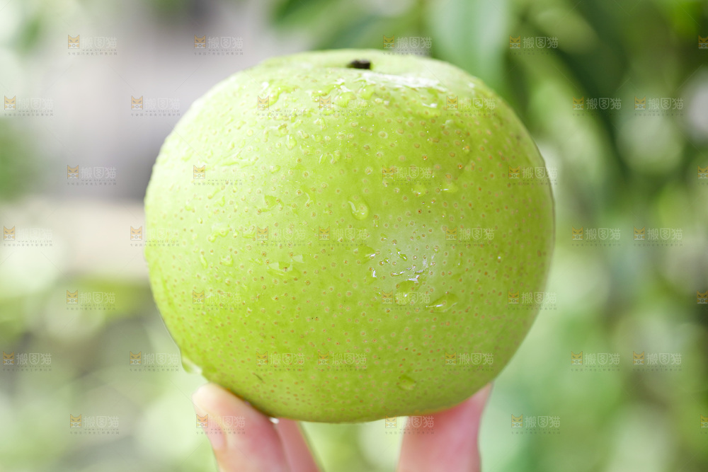 手拿砀山青皮皇冠梨