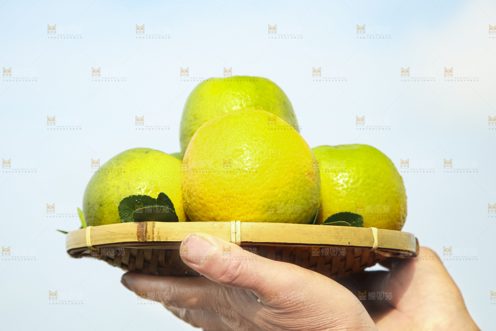 上手拿一筐夏橙