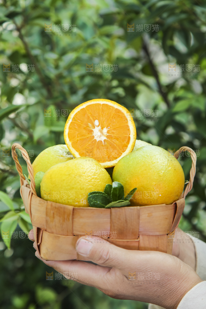 手拿一筐秭归夏橙