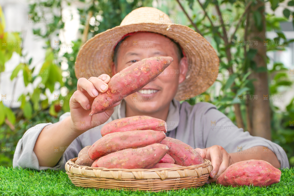 农民手里拿着红心蜜薯