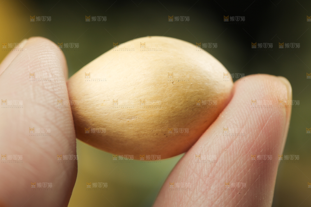手里拿着白果