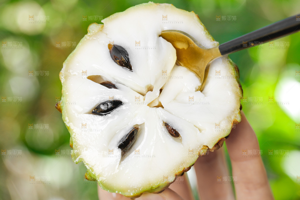手里拿着释迦果