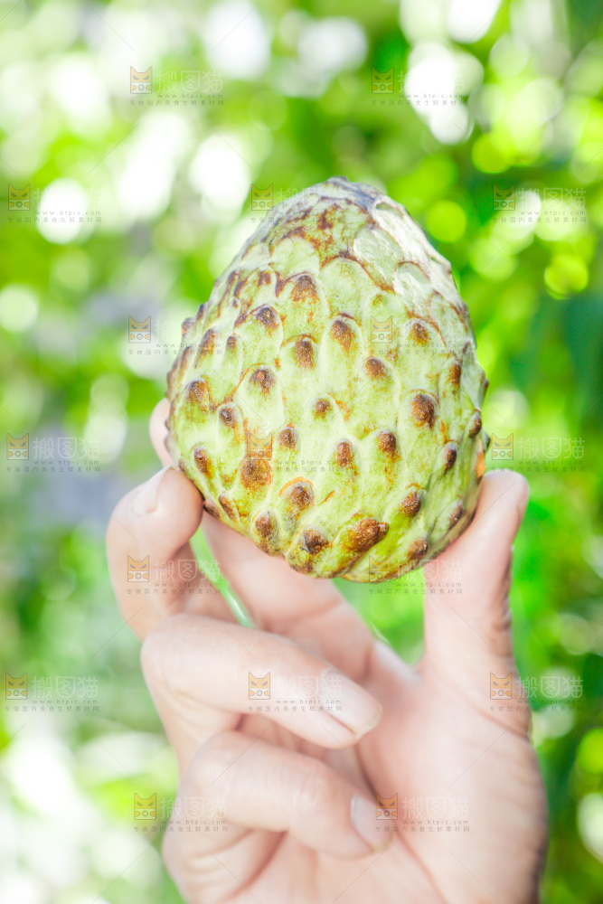 手里拿着释迦果