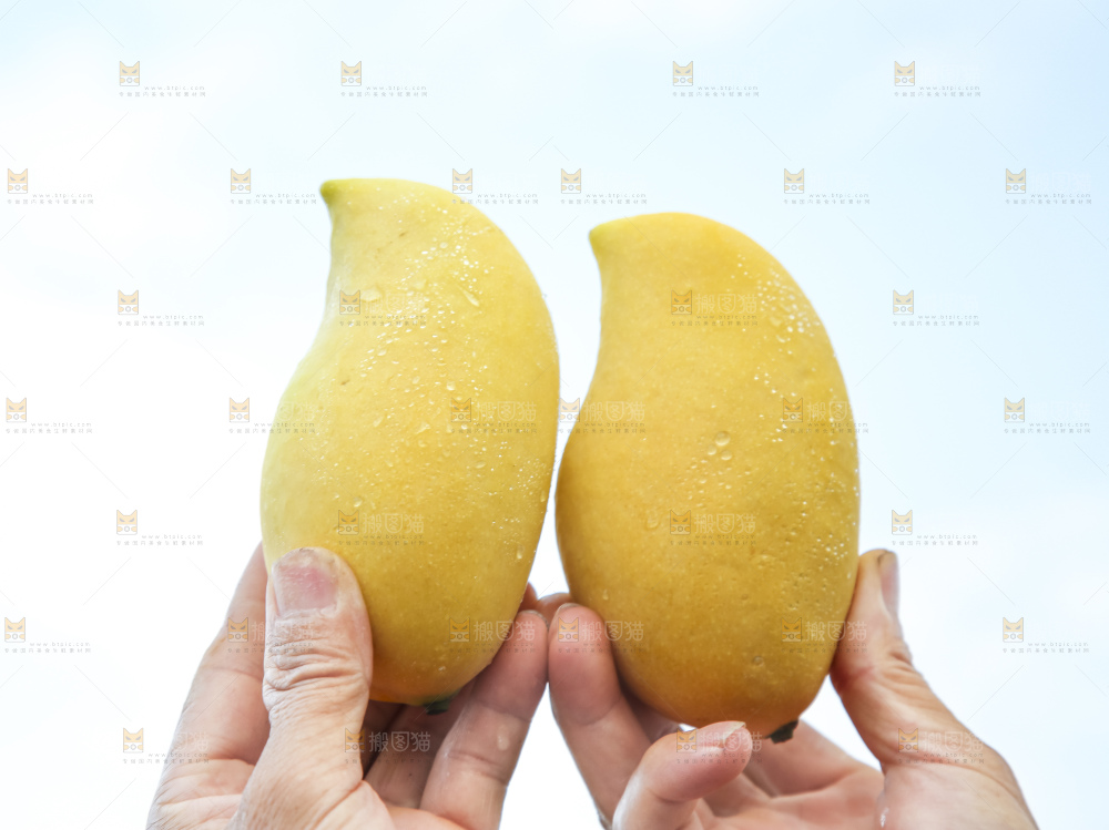 草地上的鹰嘴芒