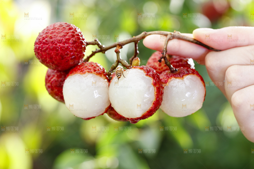 糯米糍荔枝
