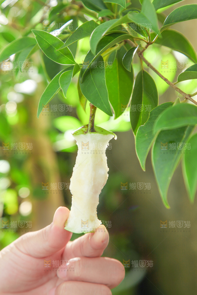 手拿早酥梨果核