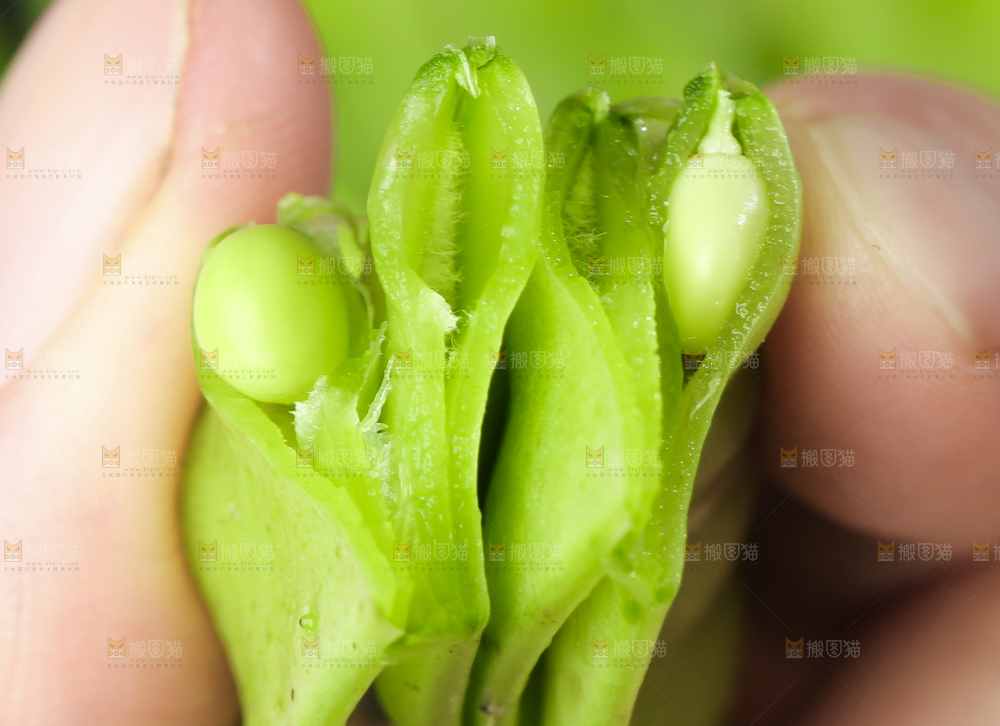 手里拿着荷兰豆