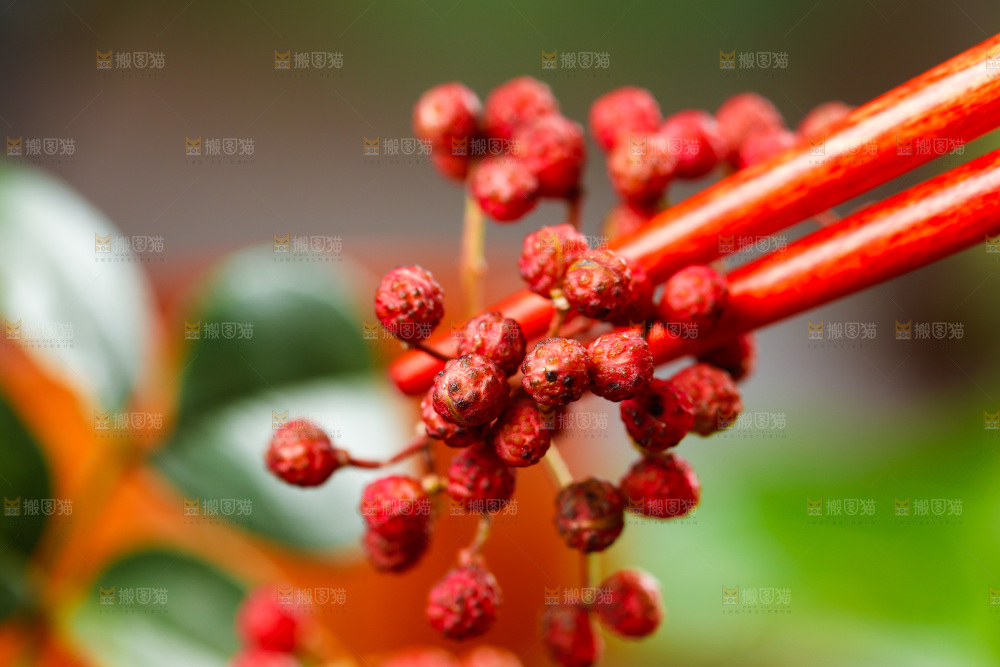 筷子夹着花椒