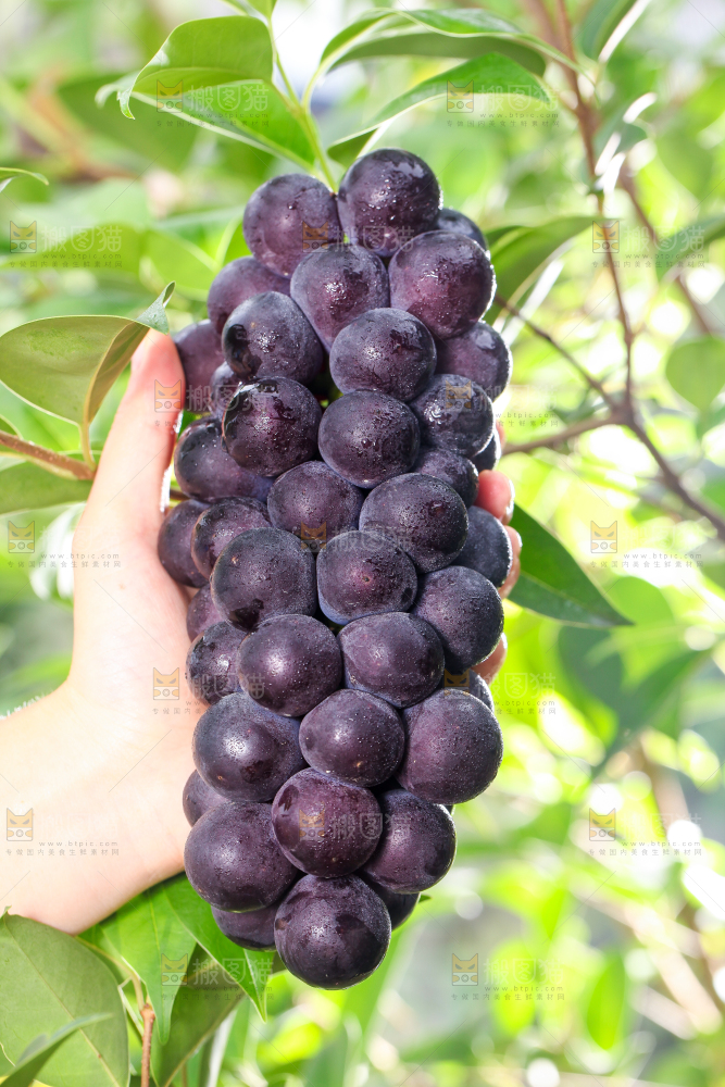 手拿一串新鲜葡萄
