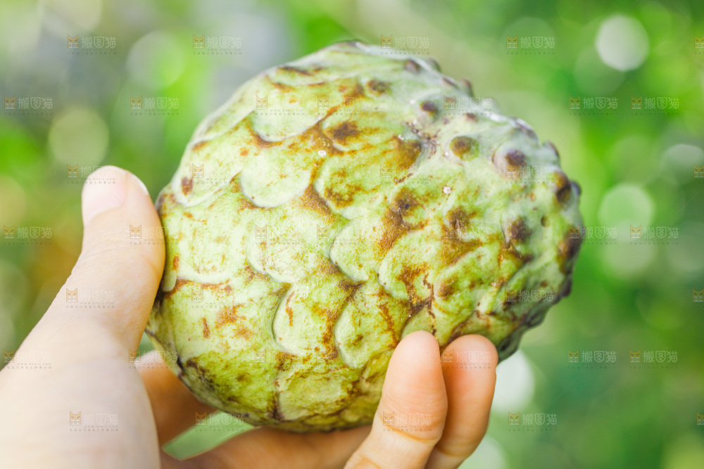 手里拿着释迦果
