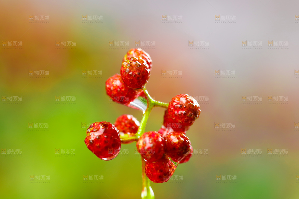 浅底上的新鲜花椒