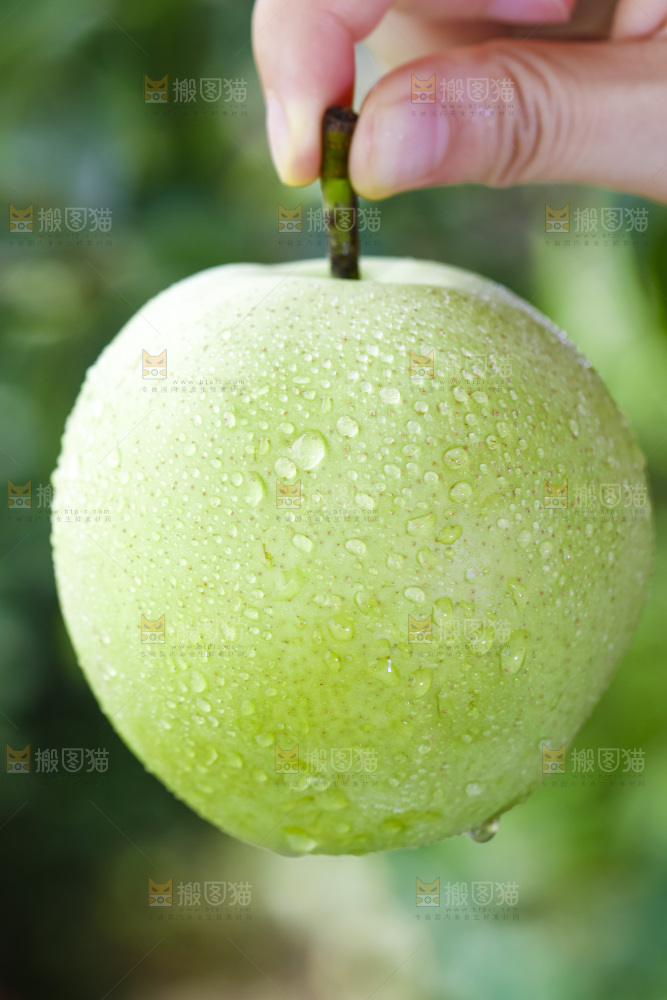 手拿砀山青皮翠冠梨