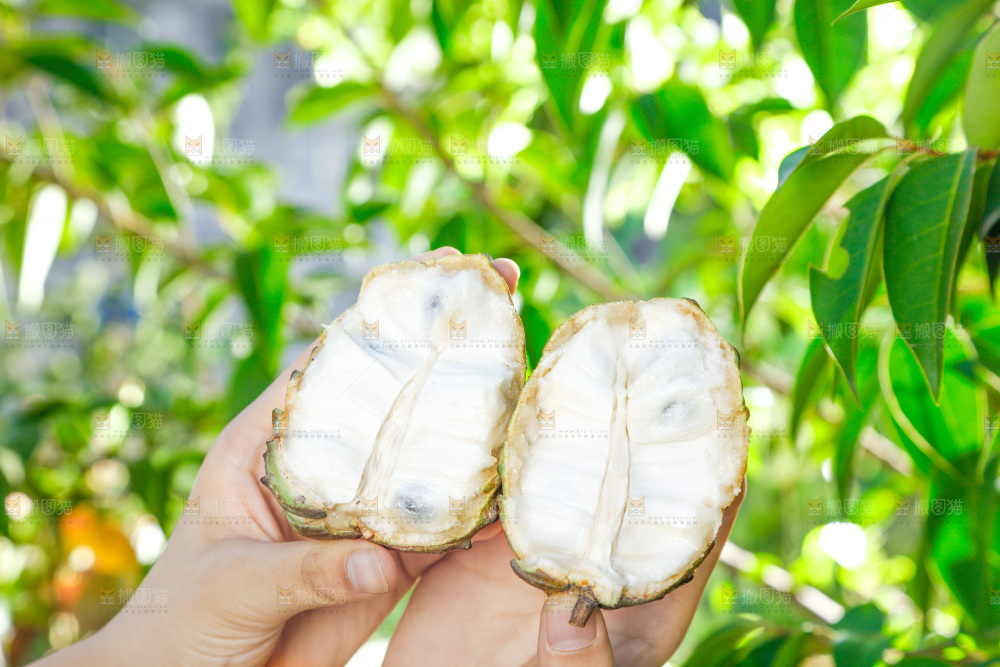 手里拿着释迦果
