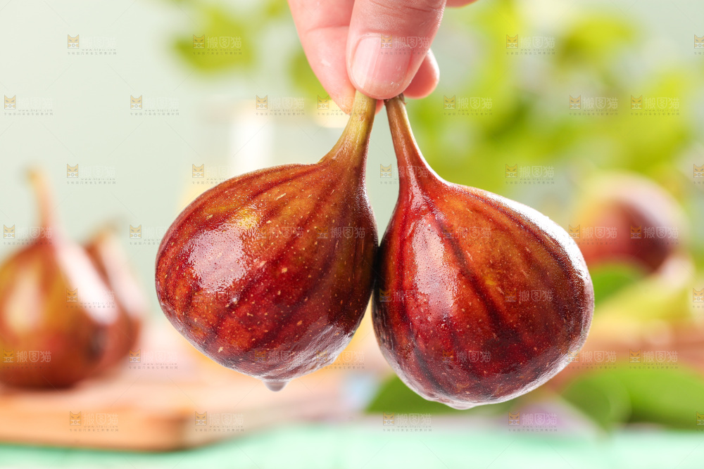 手拿紫皮无花果