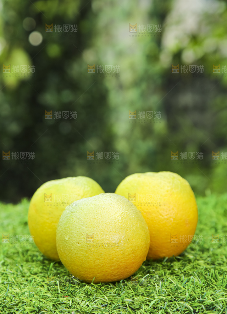 草地上的夏橙