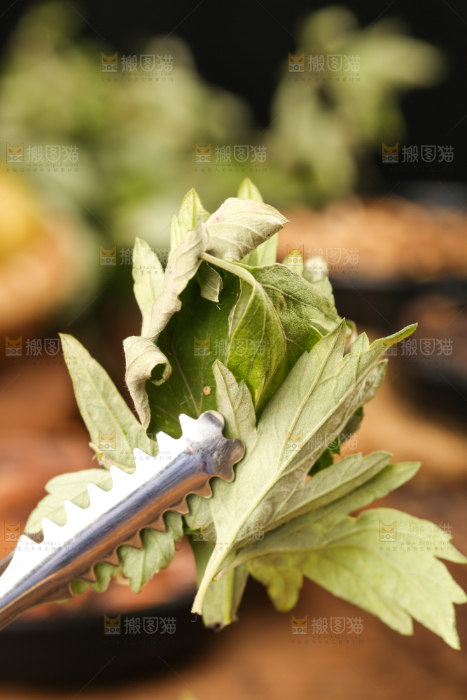 夹子夹着艾草叶
