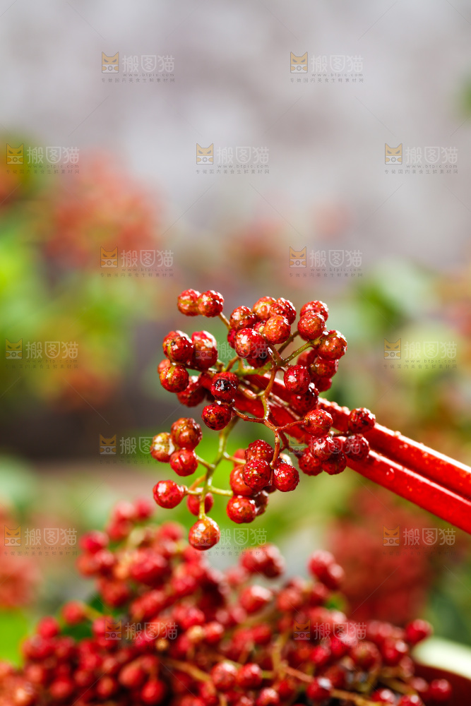筷子夹着花椒