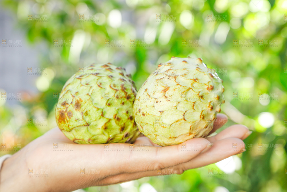 手里拿着释迦果