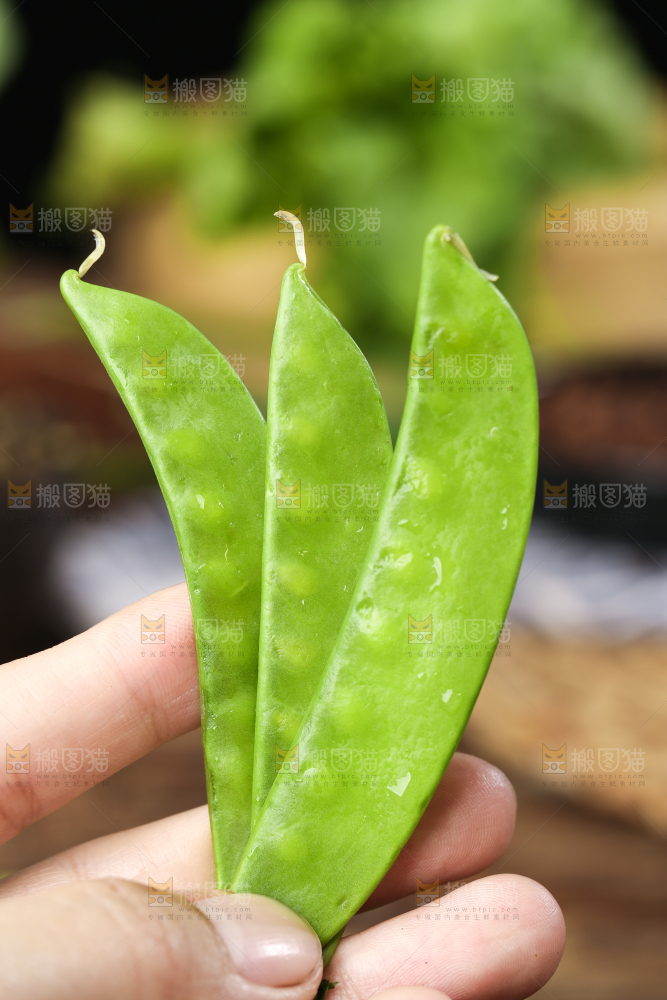 手里拿着荷兰豆