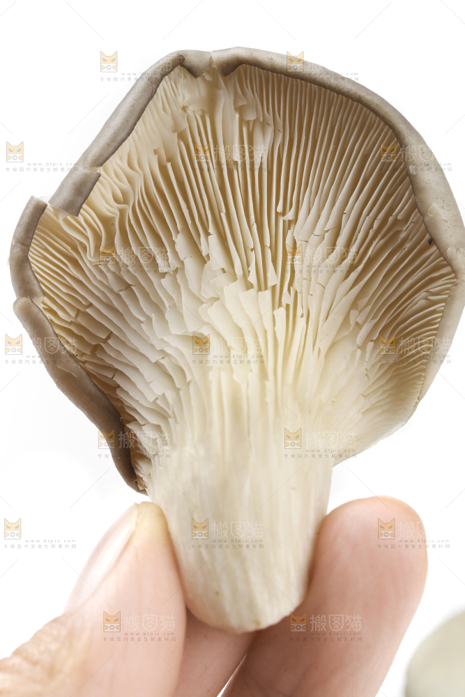 手里拿着平菇