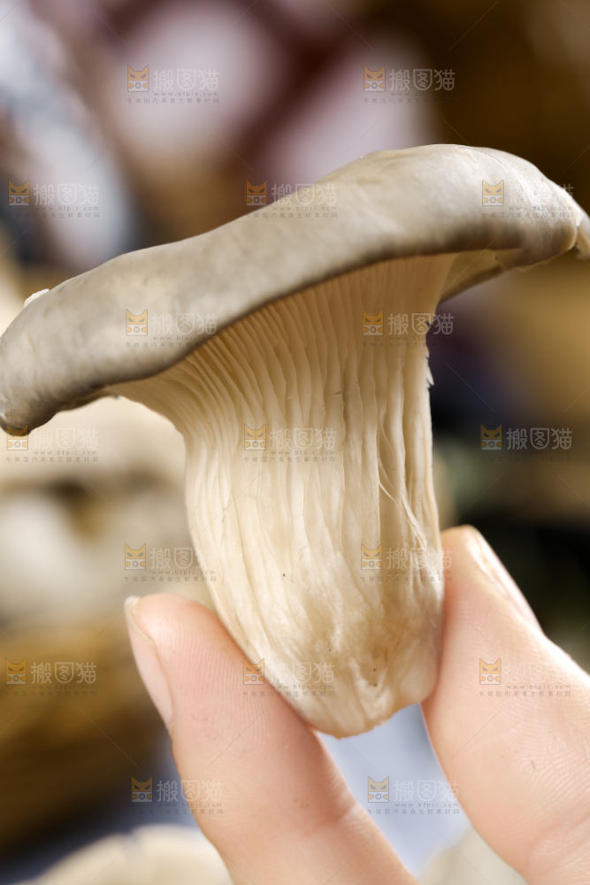 手里拿着平菇