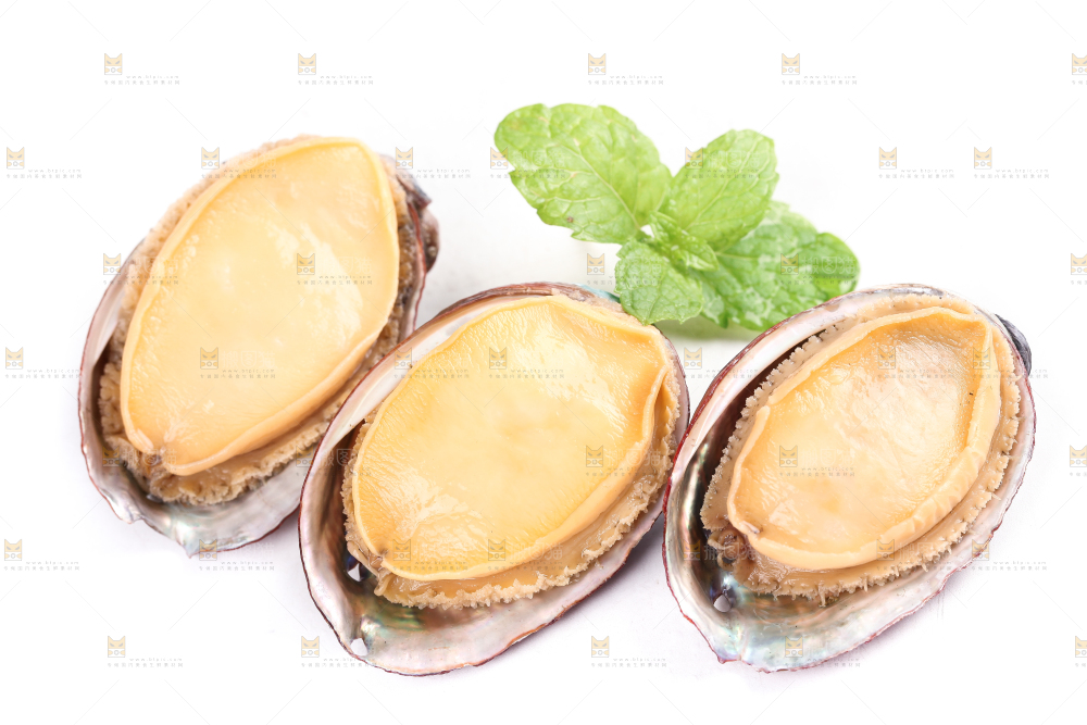 白底上的新鲜鲍鱼